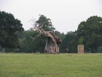 Albums/20090700-Windsor Great Park/19